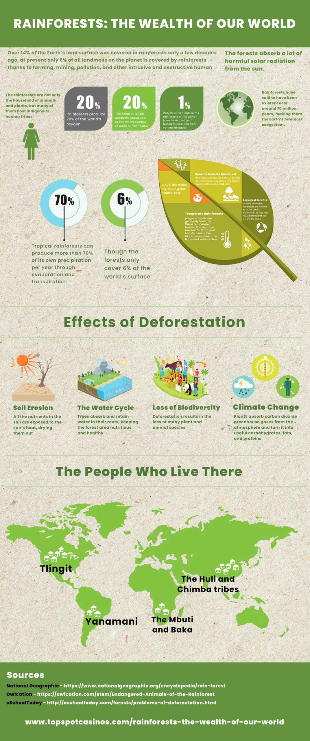 Rainforest infographic